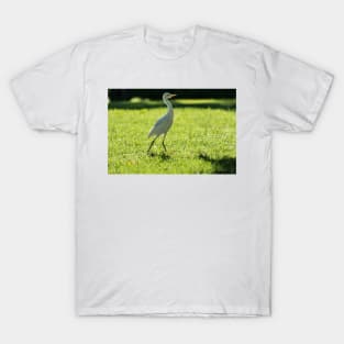 Cattle Egret: T-Shirt